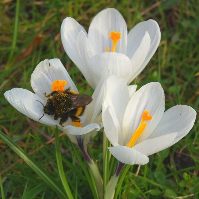 Bio Krokus Jeanne d`Arc