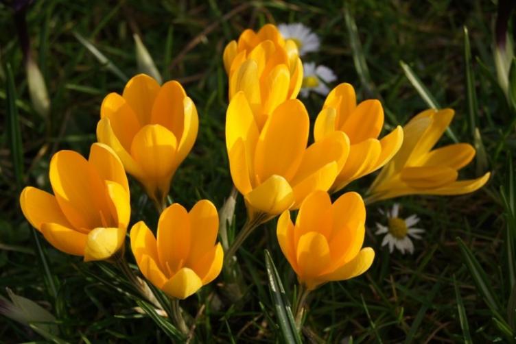 Bio Krokus Golden Yellow