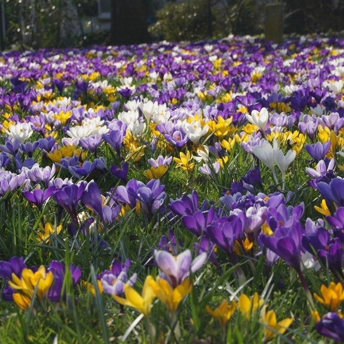 Bio Krokus Mix