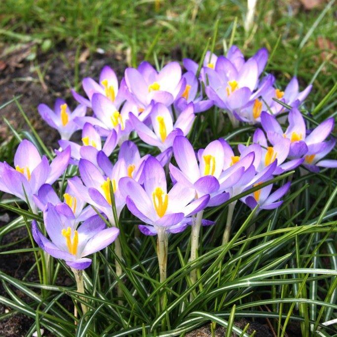 Bio Elfen-Krokus Barrs Purple