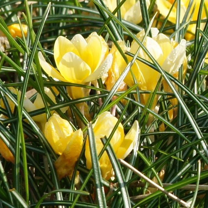 Bio Kleiner Krokus Romance