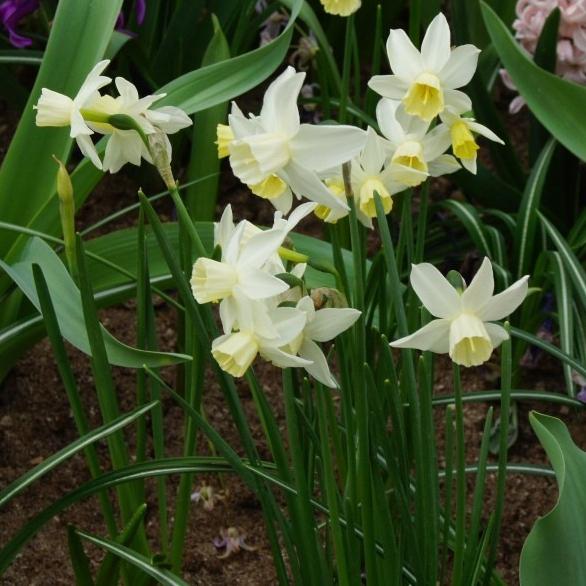 Bio Narzisse Sailboat