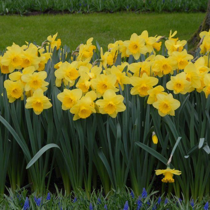 Bio Narzisse Agathon