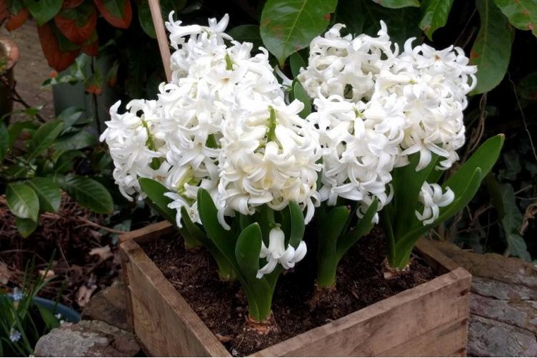 Bio Hyazinthe White Pearl