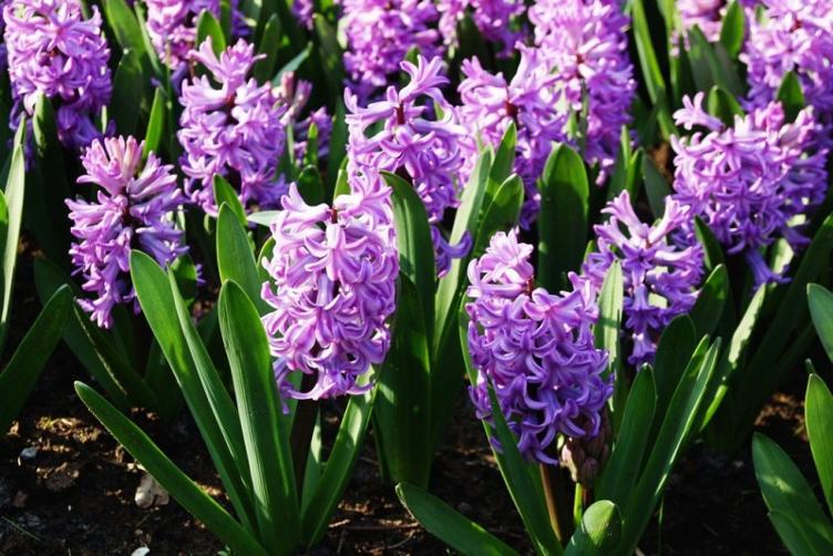 Bio Hyazinthe Splendid Cornelia