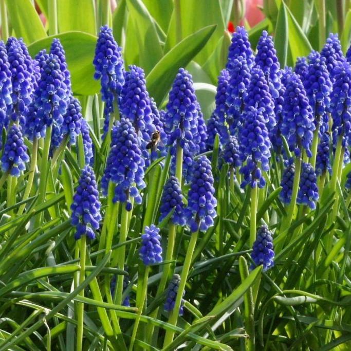 Bio Muscari armeniacum