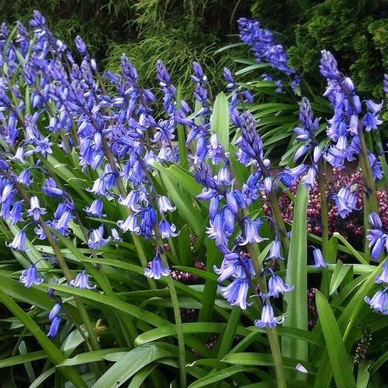 Bio Waldhyazinthe Hisp. Blau