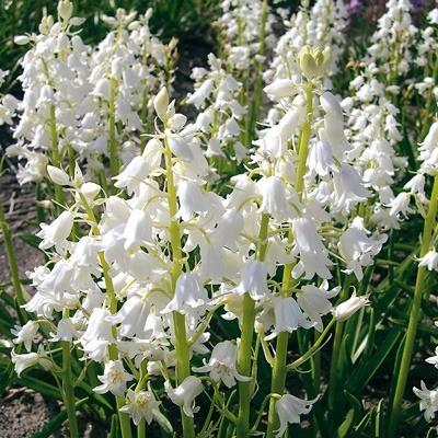Bio Hyacinthoides hisp. Weiss