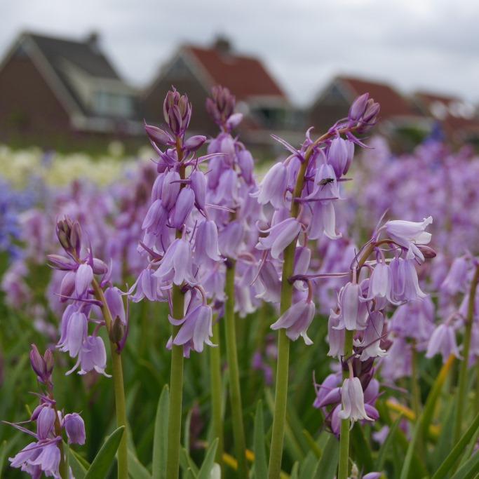 Bio Hyacinthoides hisp. Rose