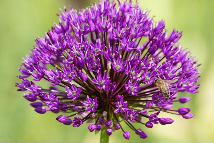 Bio Allium Purple Sensation