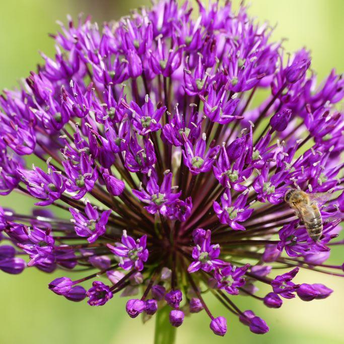 Bio Allium Purple Sensation