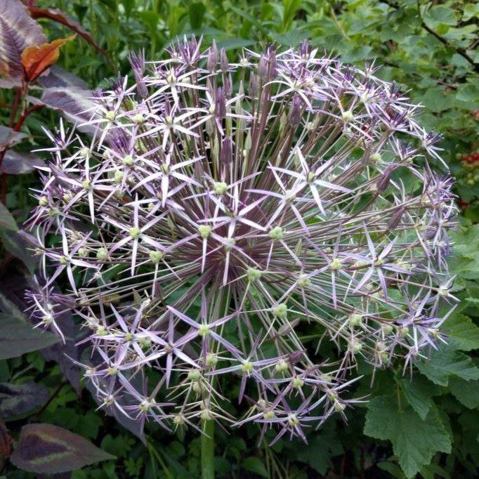 Bio Allium Christophii