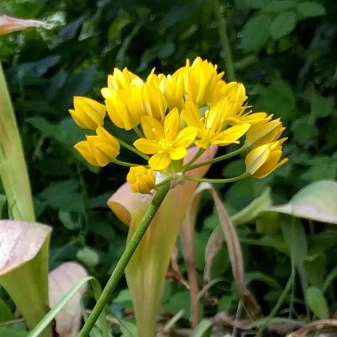 Bio Allium Jeannine