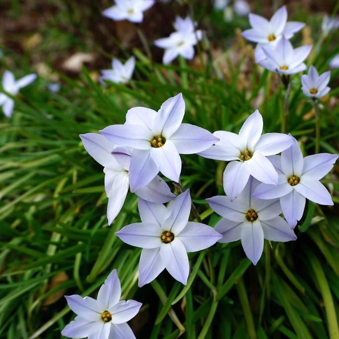 Bio Ipheion uniflorum