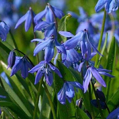 Bio Scilla siberica