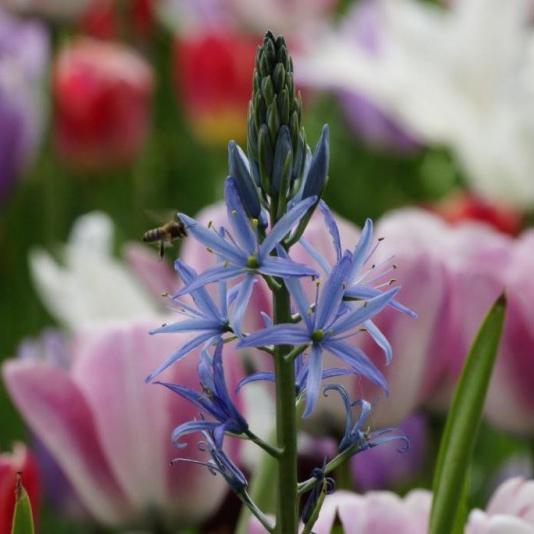 Bio Prärielilie blau