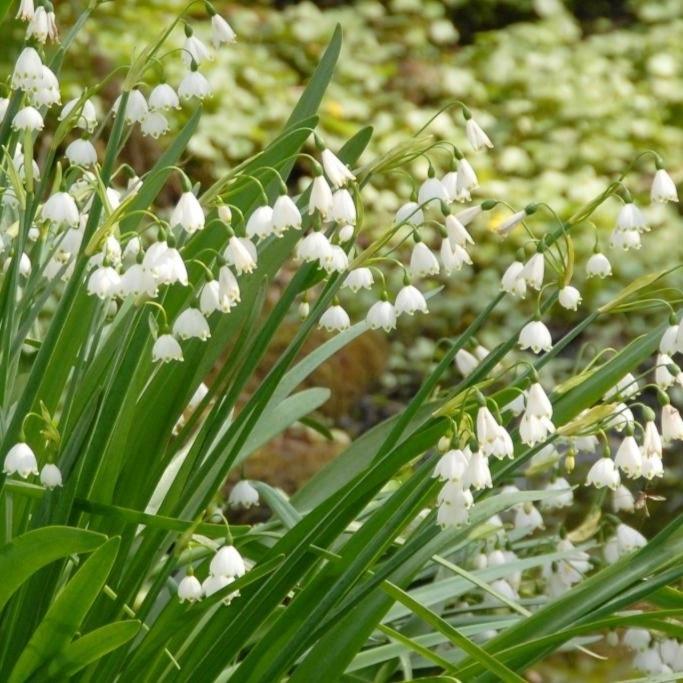Bio Leucojum Gravetye Giant