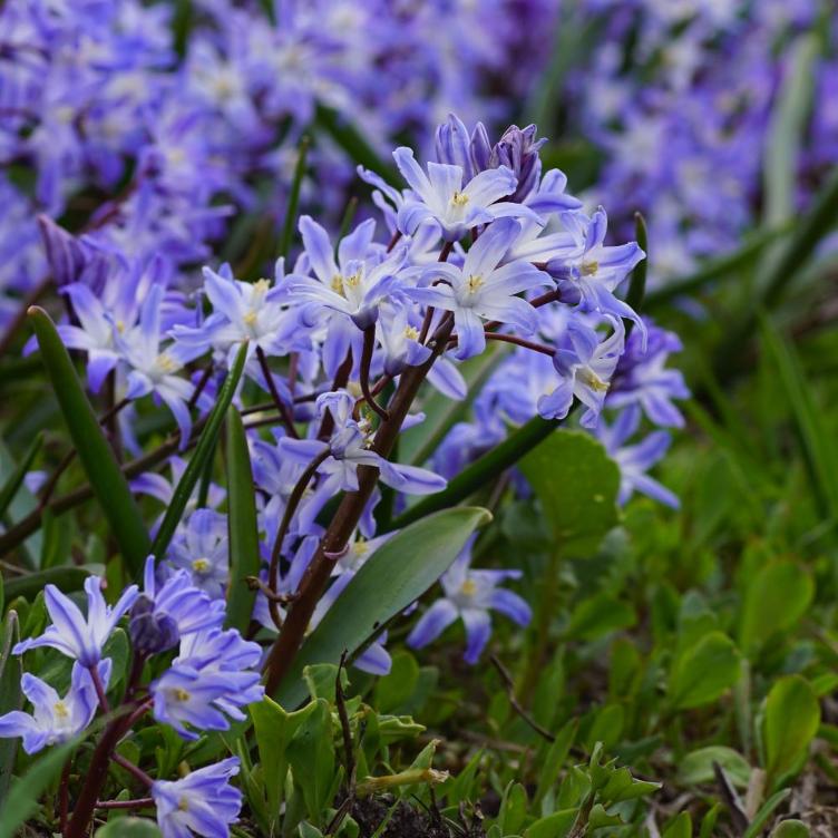 Bio Chionodoxa forbesii Blue Giant