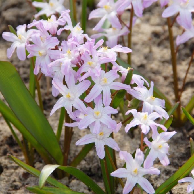 Bio Chionodoxa forbesii Pink Giant
