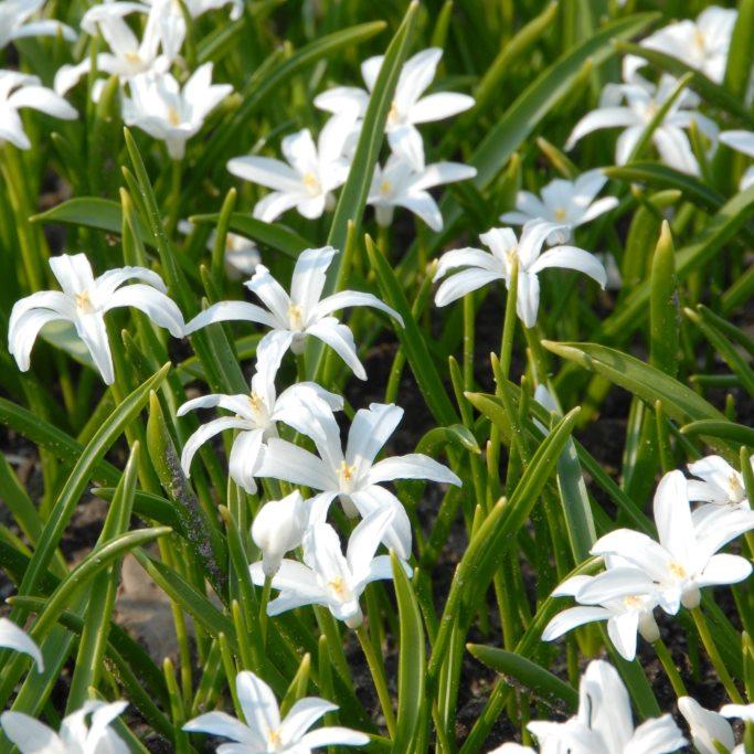 Bio Sternhyazinthe Weiss