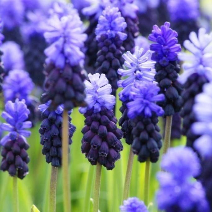 Bio Muscari latifolium