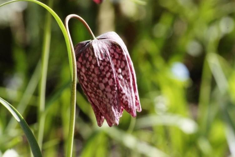 Bio Fritillaria meleagris