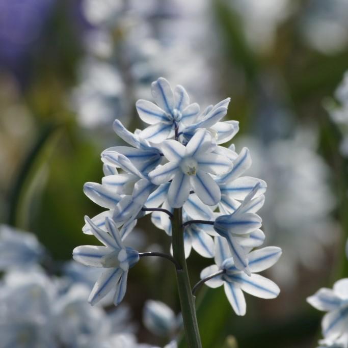 Bio Puschkinia libanotica