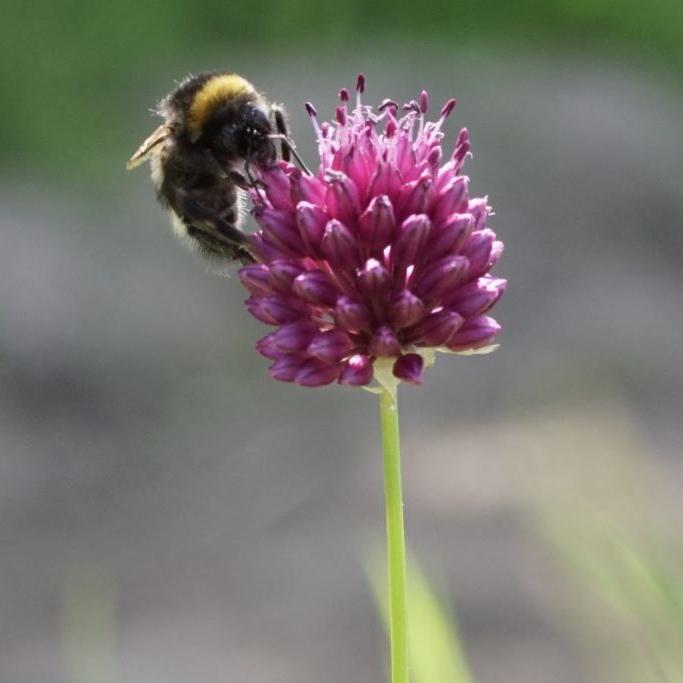 Bio Allium sphaerocephalon