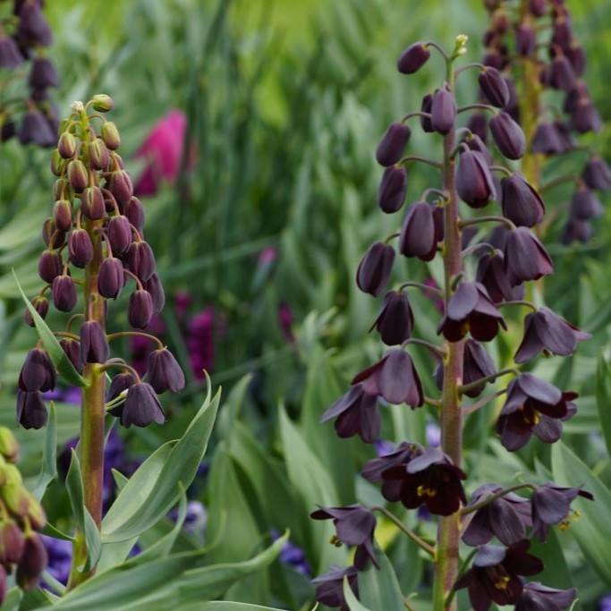 Bio Fritillaria persica