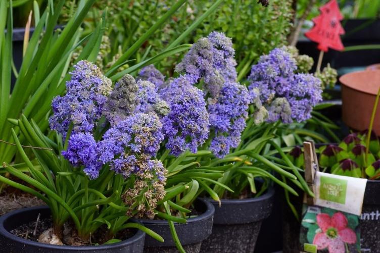 Bio Muscari Fantasy Creation