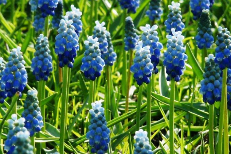 Bio Muscari Lady Blue