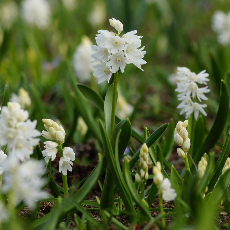 Bio Kegelblume weiss