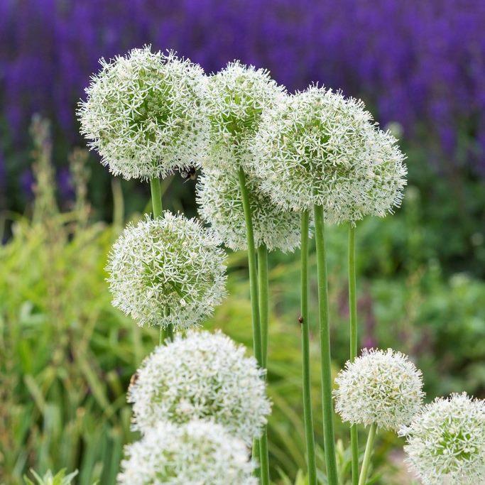 Bio Allium Mount Everest