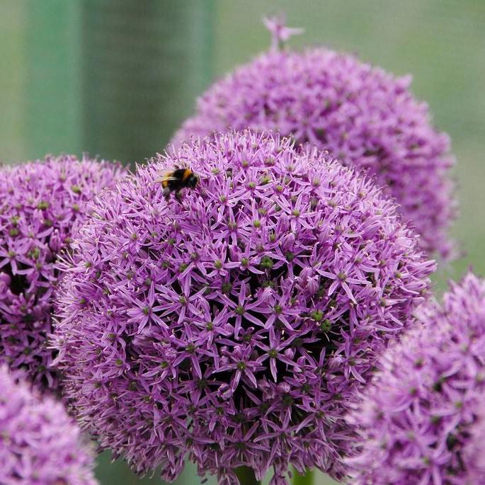 Bio Allium Gladiator