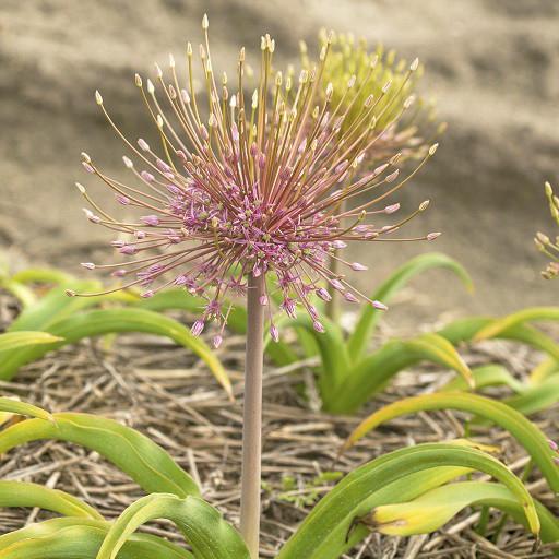 Bio Allium Schubertii