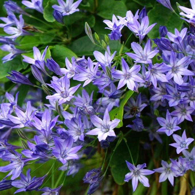 Bio Sternblume Corrina