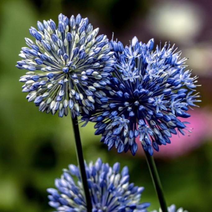 Bio Allium Azureum