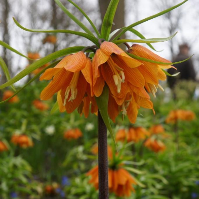 Bio Fritillaria William Rex