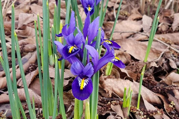 Bio Iris Harmony
