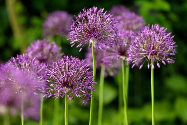 Bio Allium Purple Rain