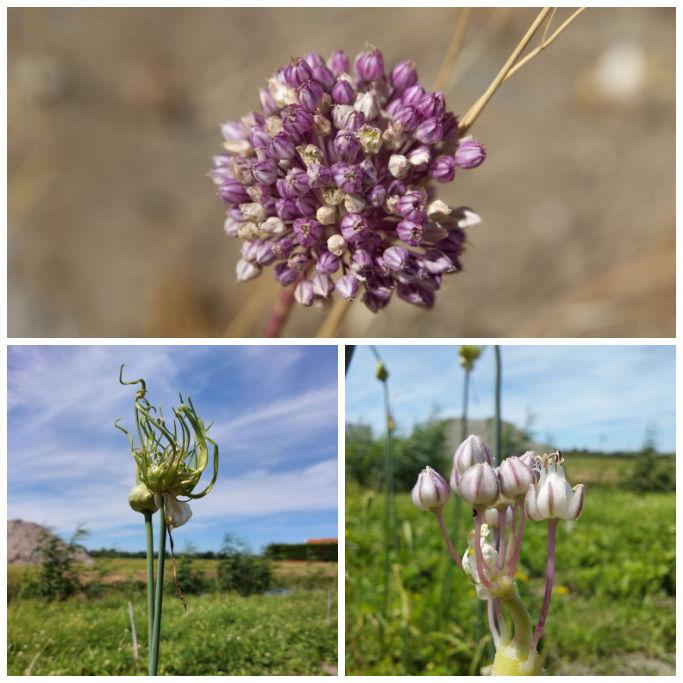 Bio Allium Ping Pong