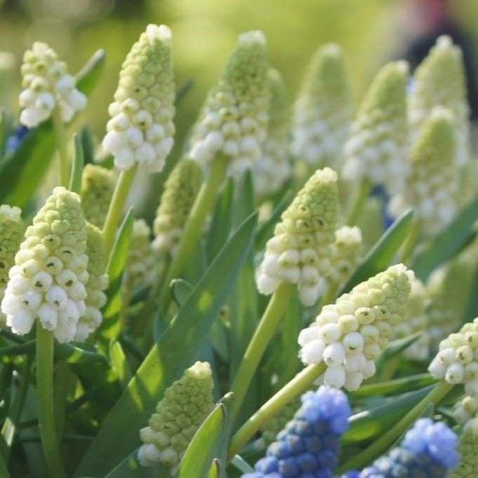 Bio Muscari weiss