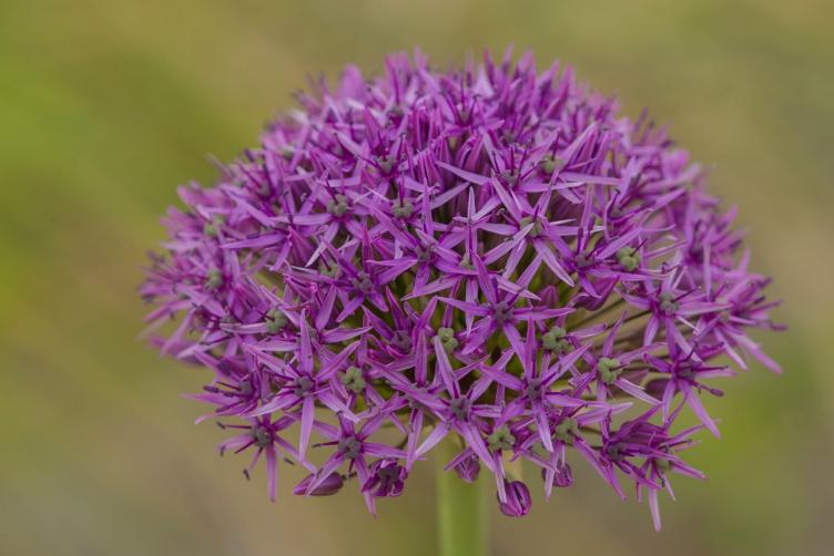 Bio Allium Violet Beauty