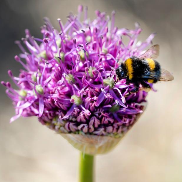 Bio Allium Violet Beauty