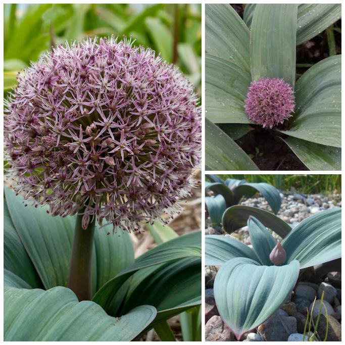 Bio Allium karataviense Red Giant