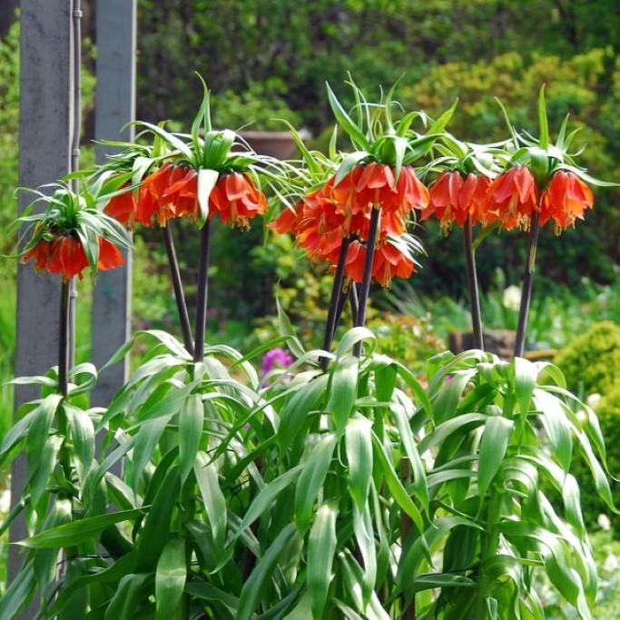Bio Fritillaria Rubra