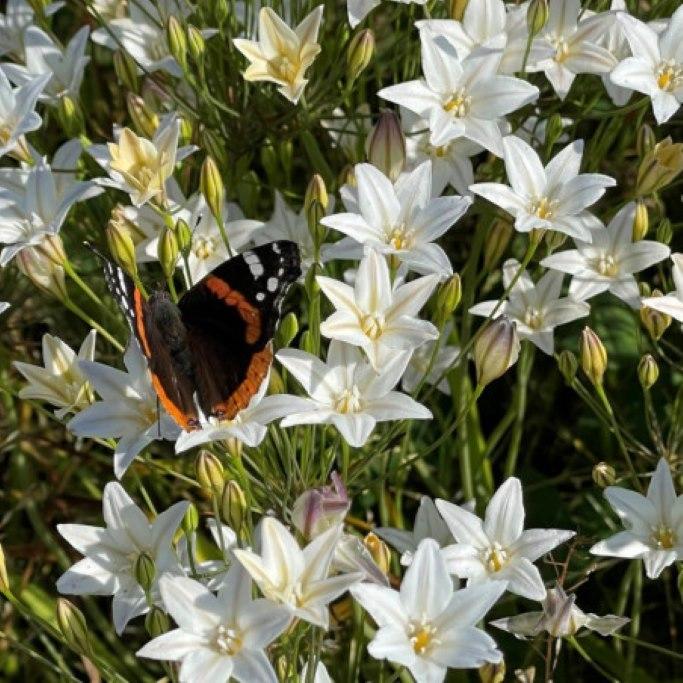 Bio Sternblume Silver Queen