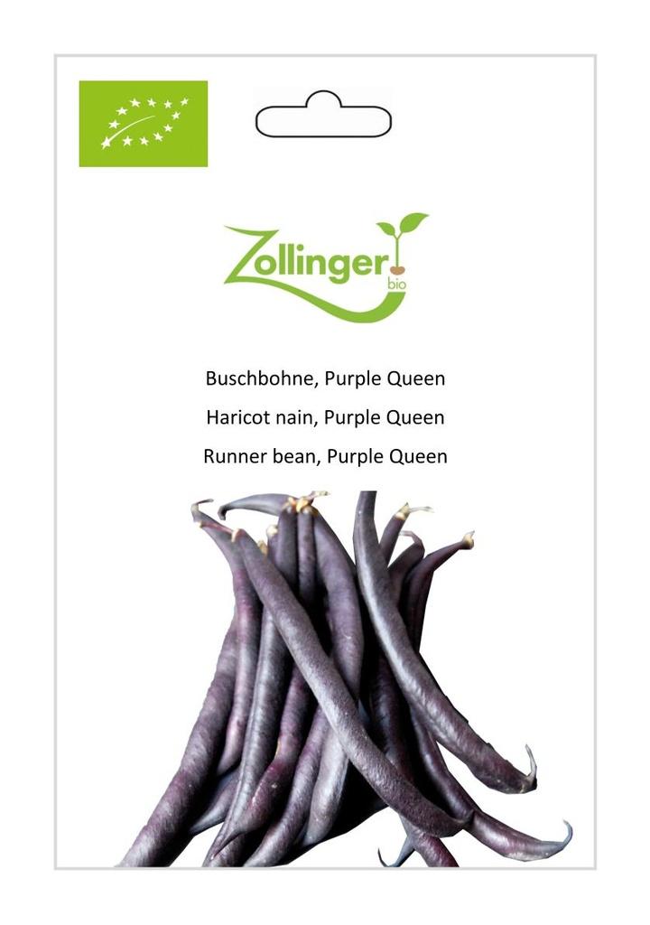 Buschbohne Purple Queen