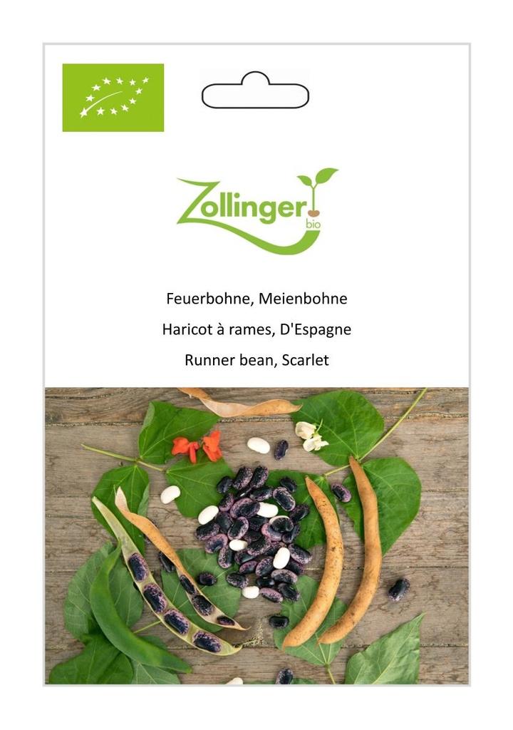 Feuerbohne / Meienbohne
