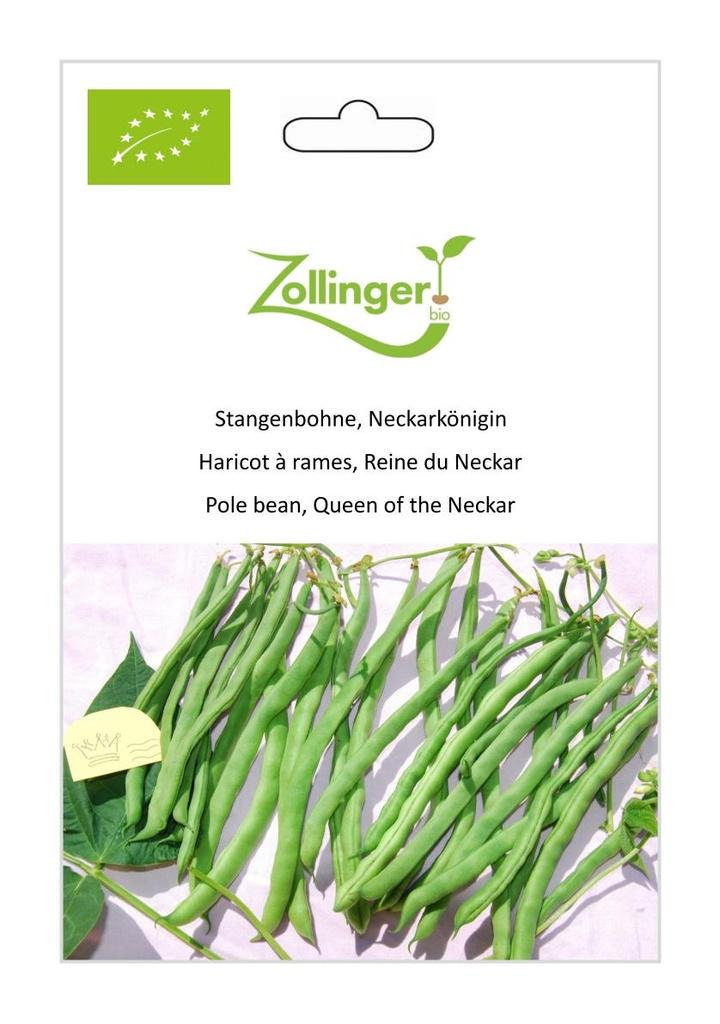 Stangenbohne Neckarkönigin